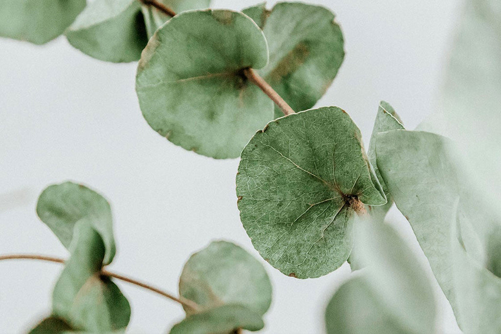 Essential Oils: Everything You Need to Know About Aromatherapy 